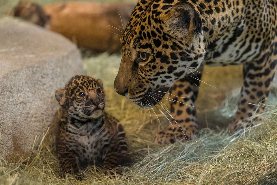 sandiegozoo 